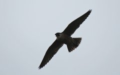 Peregrine (10).jpg