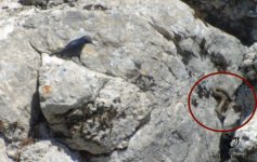 blue rock thrush and snake in malaga.jpg