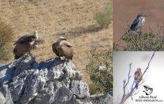 raptors in andalucia.jpg