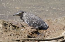 Night Heron young.JPG