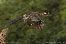 Road pond birds August 2017 (1 of 3).jpg