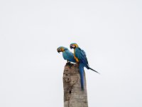 Blue and Yellow Macaw-1440661.jpg