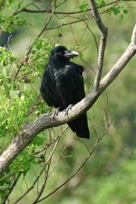 DSC08219 Large-billed Crow @ Pui O.jpg