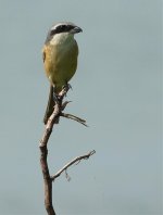 DSC08231 Brown Shrike @ Po Toi.jpg