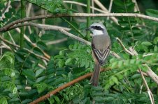 DSC08239 Brown Shrike @ Pui O.jpg