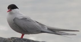 Tern2.jpg