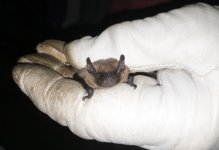 Common Pipistrelle.jpg