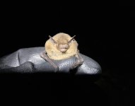 Soprano Pipistrelle.jpg