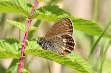 Scarce Heath lt 3.jpg