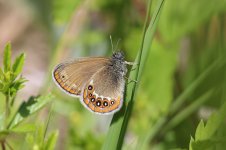 Scarce Heath lt 1.jpg