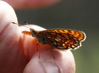 Bog Fritillary lt 1.jpg