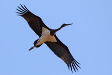 Black Stork.jpg