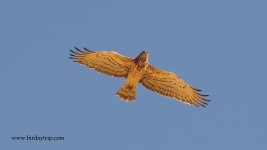 2017.08.23 Short-toed Eagle.jpg