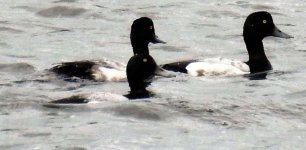 scaup.jpg