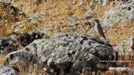 2017.08.23 Rock Thrush.jpg