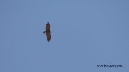 2017.08.23 Black Vulture.jpg