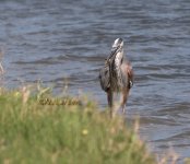 Great Blue Heron w snake P1000414.jpg