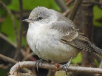 Barred Warbler.jpg