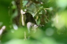 Taiga Flycatcher.jpg