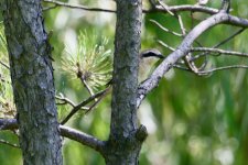 Peek-a-boo Brown Shrike.jpg