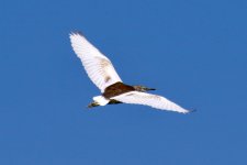 Chinese Pond Heron.jpg