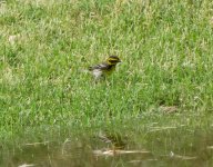 Townsend's Warbler.jpg