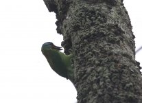 taiwan barbet.JPG