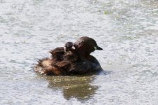 Little Grebe and chick.jpg