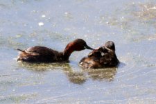 Little Grebes and chick.jpg