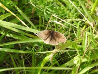 Meadow Brown.jpg