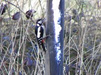 A Woodpecker Great Spotted Tittesworth 2 180207.jpg
