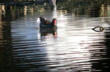 tn_Moorhen Displaying in Beaulieu 2007 1A.jpg