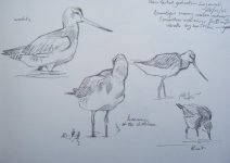 godwit1.jpg