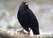 blackbird-0493.jpg
