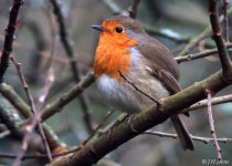 robin-0599.jpg