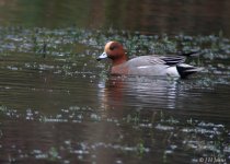 wigeon-0516.jpg