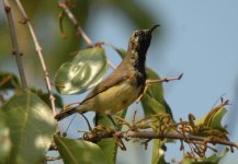 OliveBackedSunbird.JPG