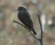 Flycatcher_0212.JPG