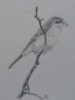 Red backed shrike sketch.jpg