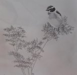 Whinchat Sketch.jpg