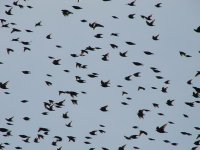 starling-flock.jpg