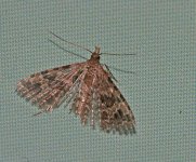 Moths-Twenty-plume-moth.jpg