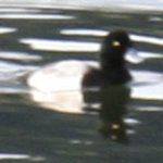 lesser scaup.jpg