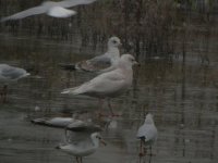 BF Iceland Gull 2.JPG