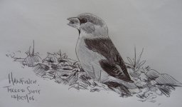 Hawfinch Sketch.jpg