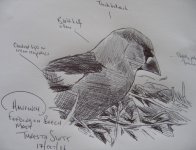 Hawfinch sketch 1.jpg