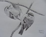 Goldcrests sketch.jpg