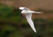 White-fronted Tern..jpg