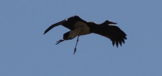 Black Stork.JPG