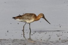 Godwit 2.jpg